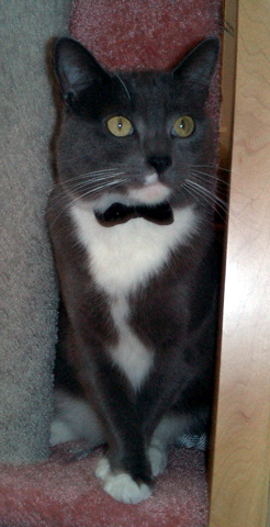 Luke the Cat