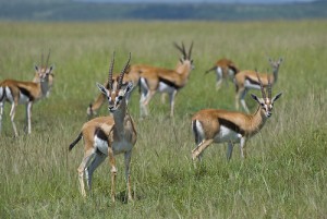 gazelles