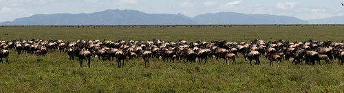 herd