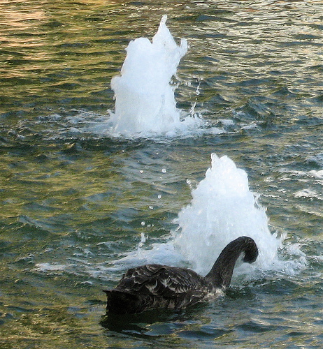 blackswan