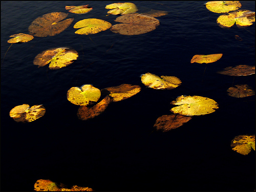 Mozzecork photo@Flickr